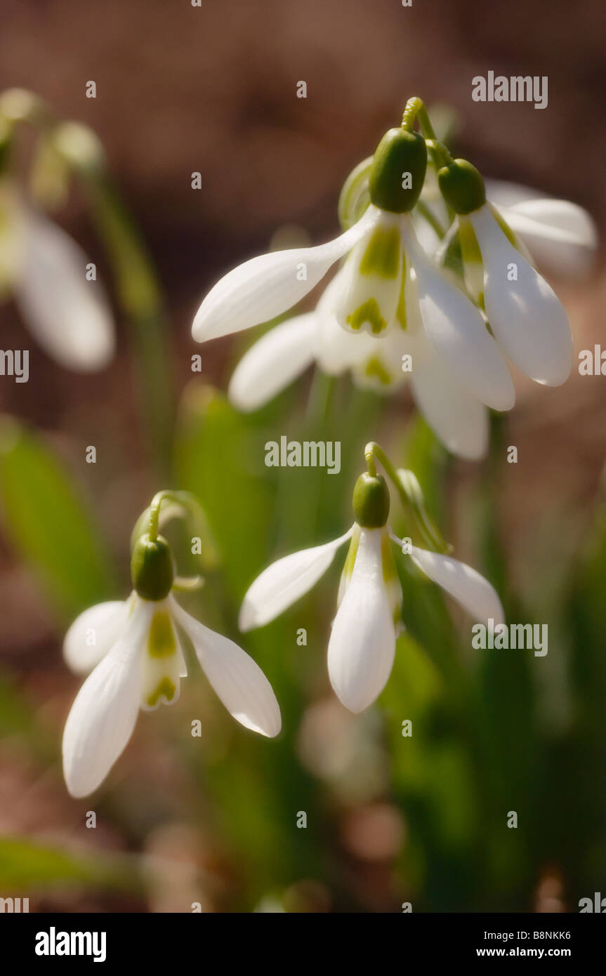 Frühling Schneeglöckchen blühen Stockfoto