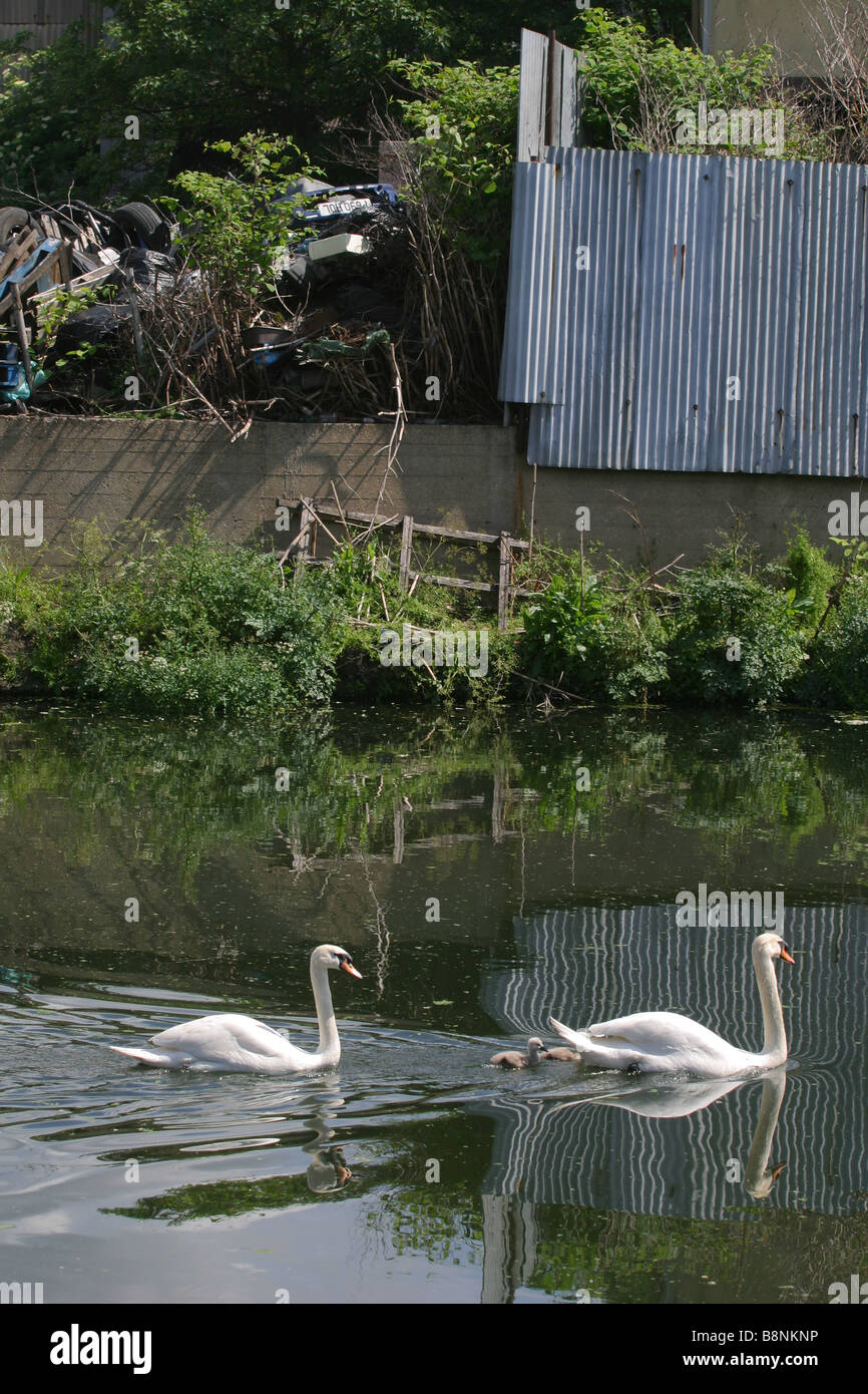Ein paar der Schwäne schwimmen auf dem Fluss Lea. Stockfoto