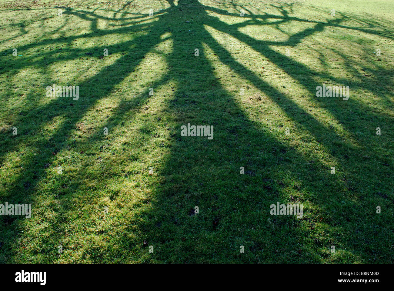 Lange Schatten in Trent Park, London Stockfoto