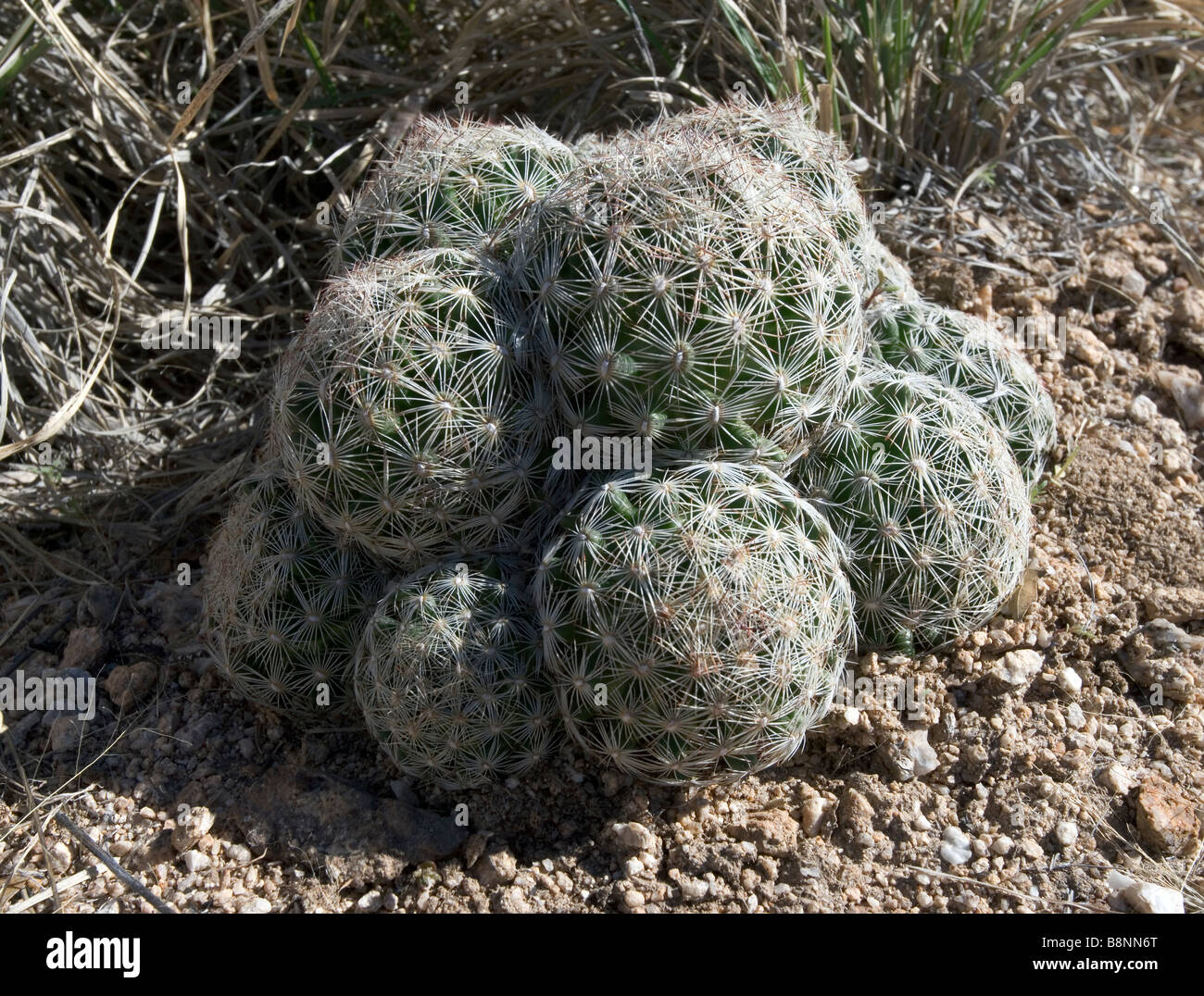 Ein Bienenstock oder Spinystar Kaktus gefunden im südlichen Arizona in der Nähe von Tucson. Escobaria vivipara Stockfoto