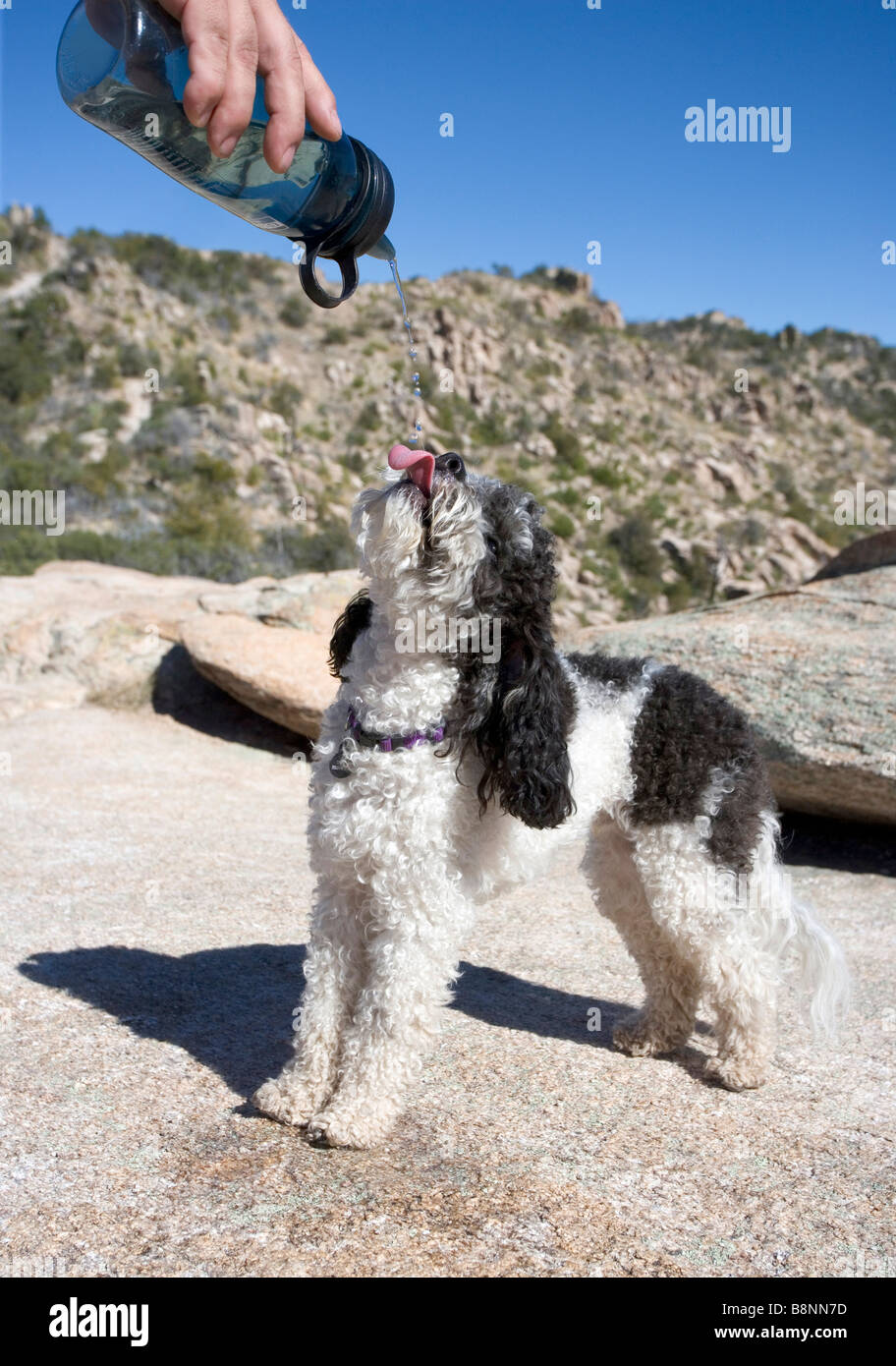 Ein Hund auf einer einsamen Wanderung trinken von Wasser gießen aus seines Meisters Wasserflasche genommen Stockfoto