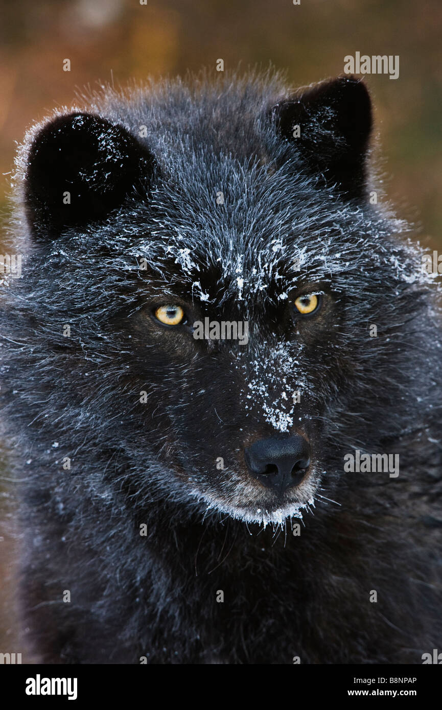 Frost Covered Face Portrait of a Black Phased Grey Wolf, fotografiert bei -10 Grad F (-23 Grad C) in einem Wolf Preserve in Kanada. Stockfoto