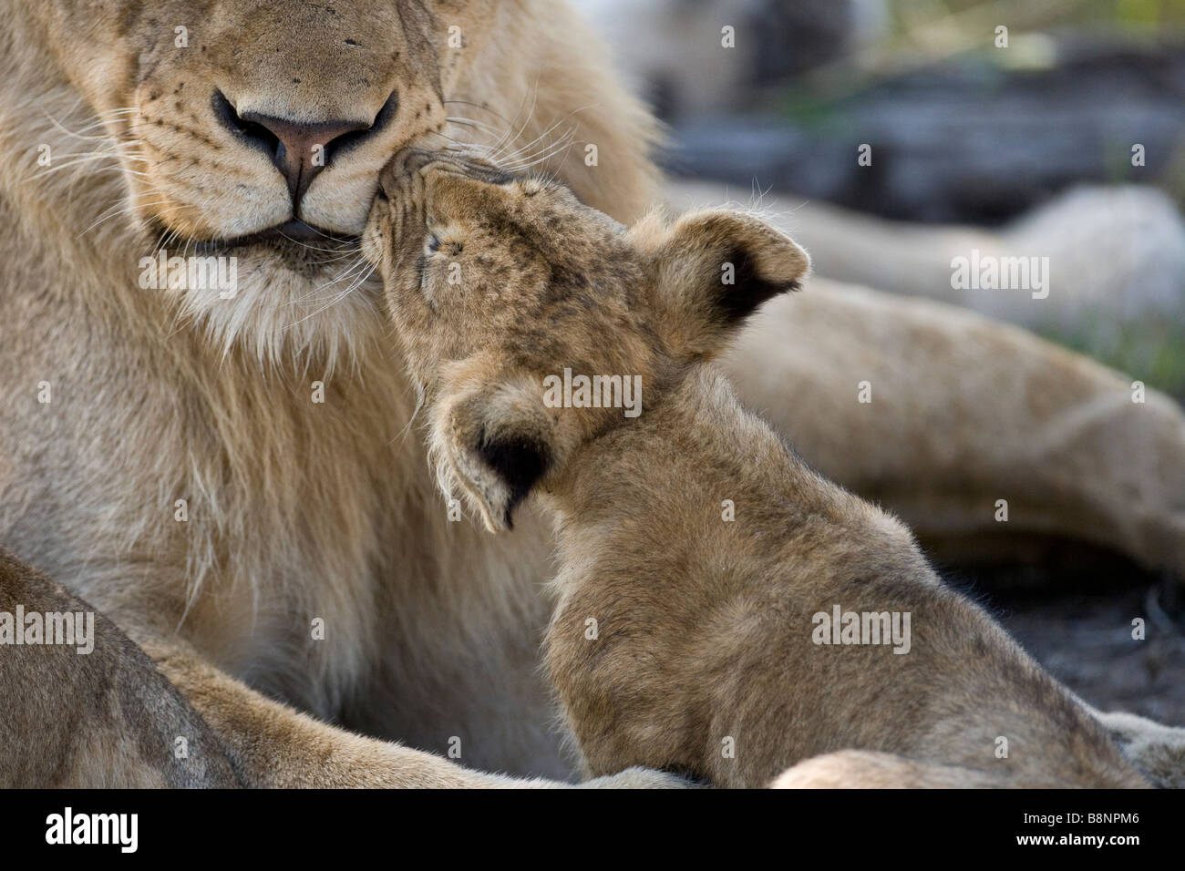 eine Nahaufnahme der ein Löwenjunges, platzieren einen Kuss auf die Wange Big brothers Stockfoto