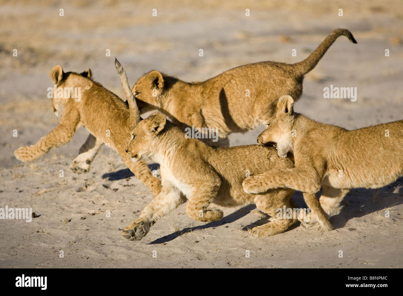 4 Löwen Cubs gegen einander als Lauf im Norden Botswanas Okavango Delta Stockfoto