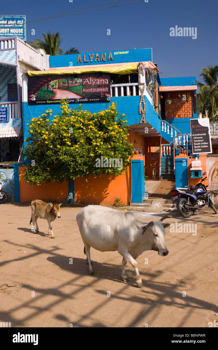 Indien-Tamil Nadu Mamallapuram Kühe in der Straße vor kleinen bunten lokalen restaurant Stockfoto