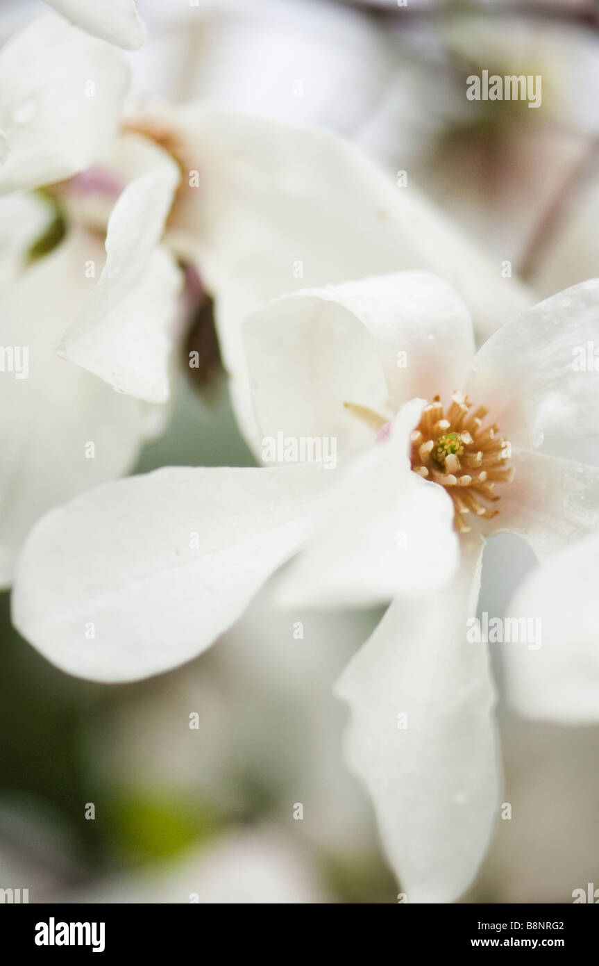 Magnolien Bluhen Hautnah Stockfotos Magnolien Bluhen Hautnah