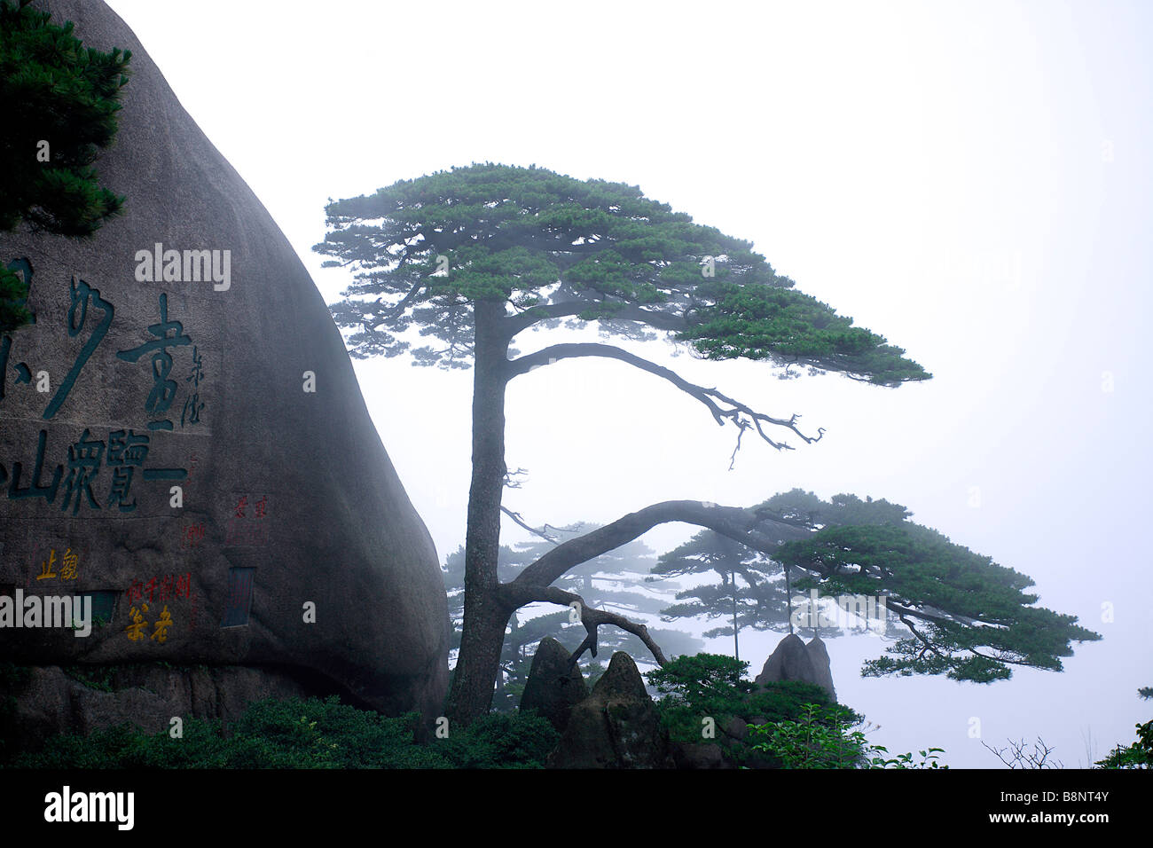 China Anhui Huang Shan oder gelbe einladende Gast Bergkiefer Baum wächst am steilen Berghang Stockfoto