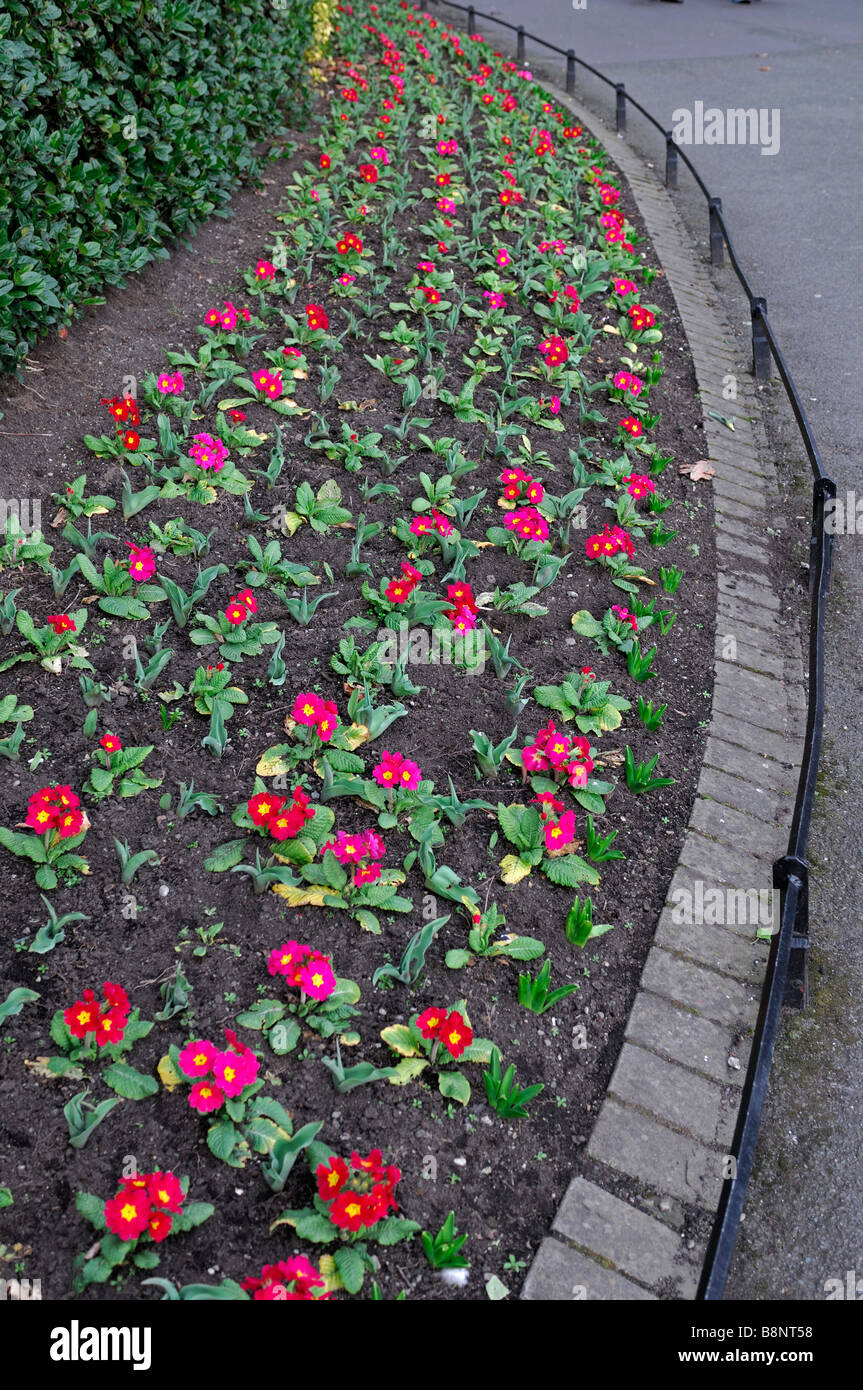 Blumen Bett Primel Frühling früh Stephens grün Dublin Irland Kurve gebogen Cuvilinear Zeilen Pflanze gepflanzt Stockfoto