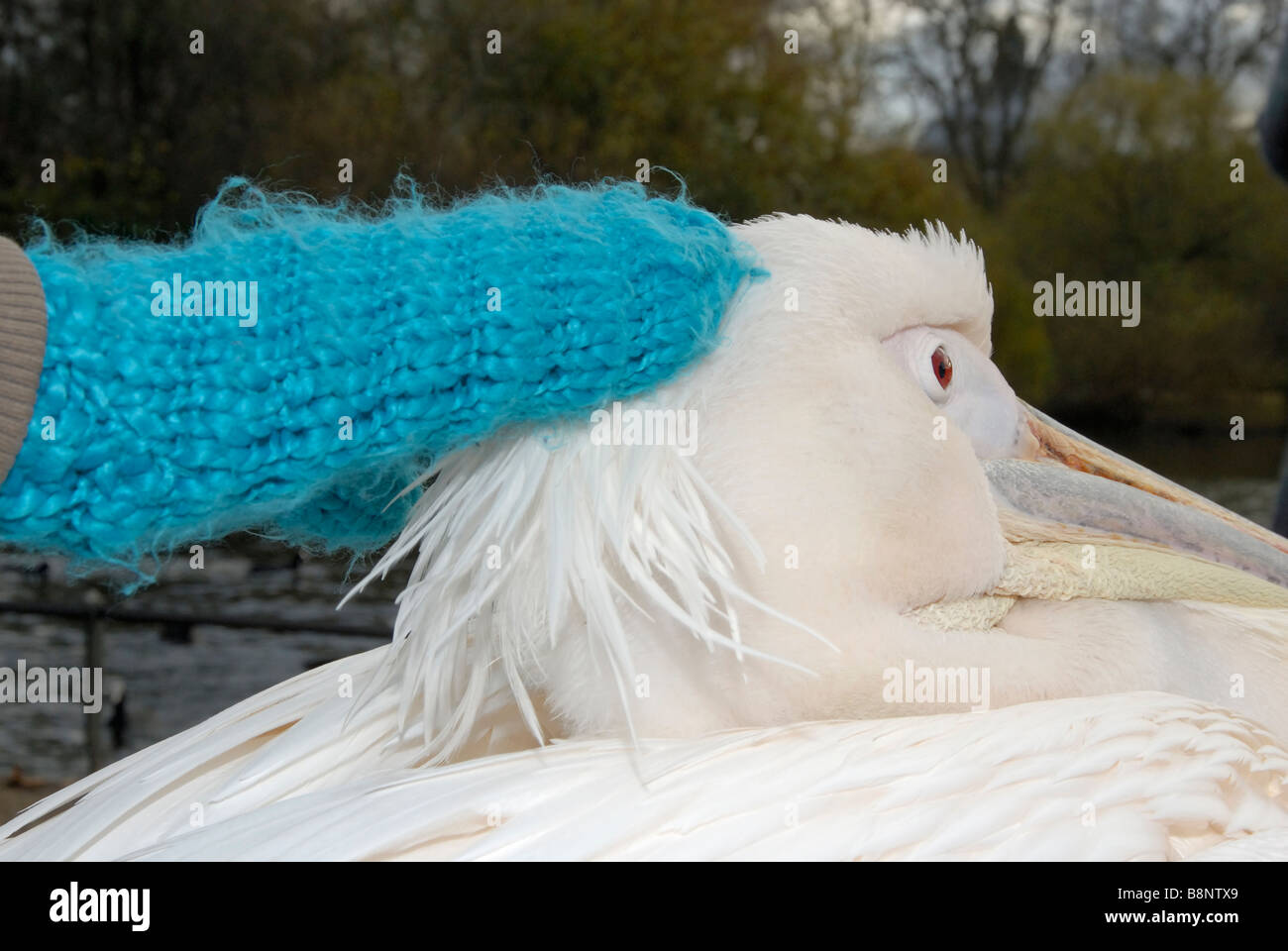 Pelikan wird auf den Kopf gestreichelt, von einer Hand in einem wollenen Handschuh, St James Park, London, England Stockfoto