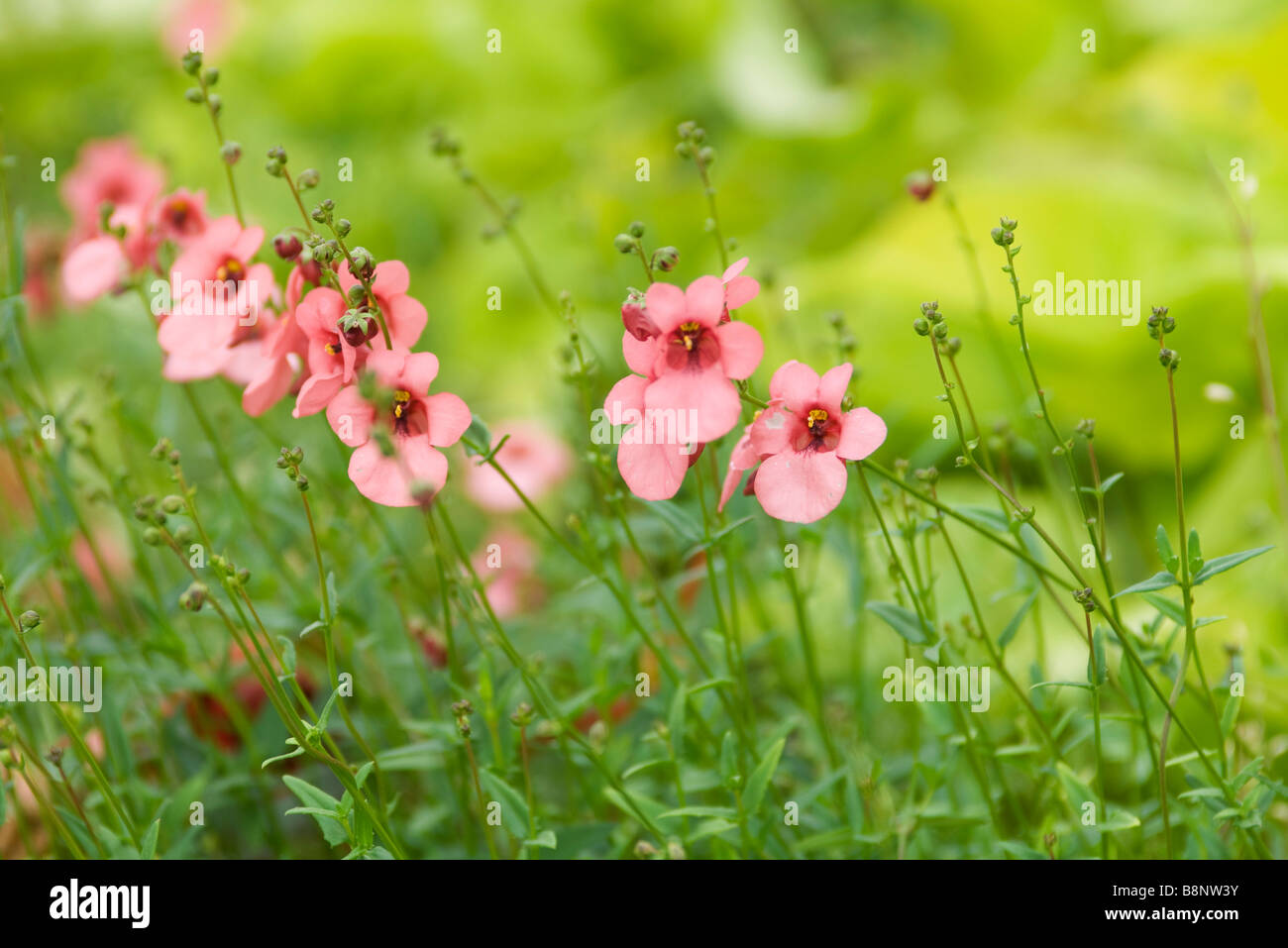 Diascia, rosa Blüten Stockfoto