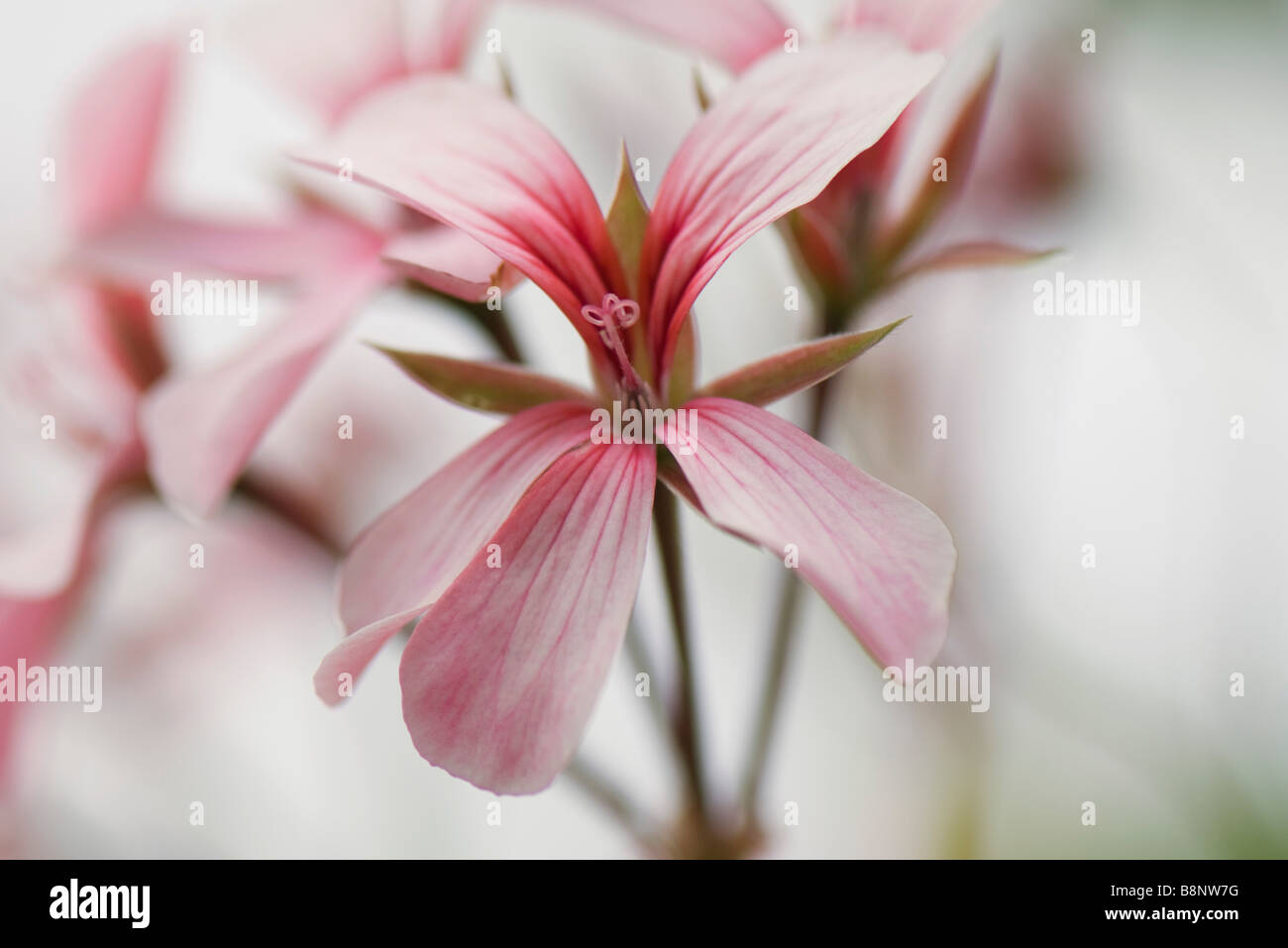 Rosa Blüten, Nahaufnahme Stockfoto