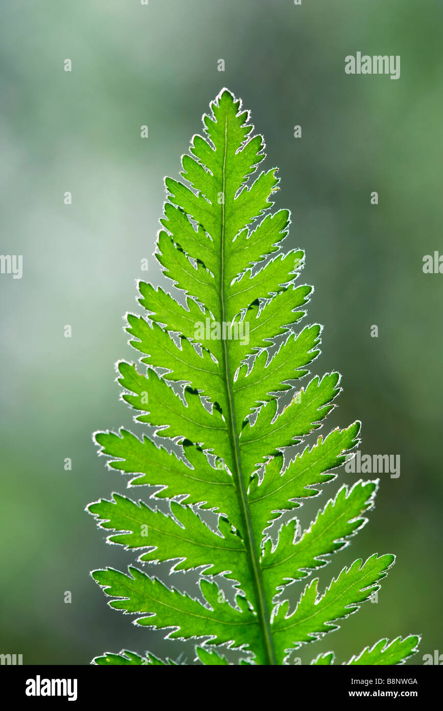 Farn Wedel, close-up Stockfotografie - Alamy