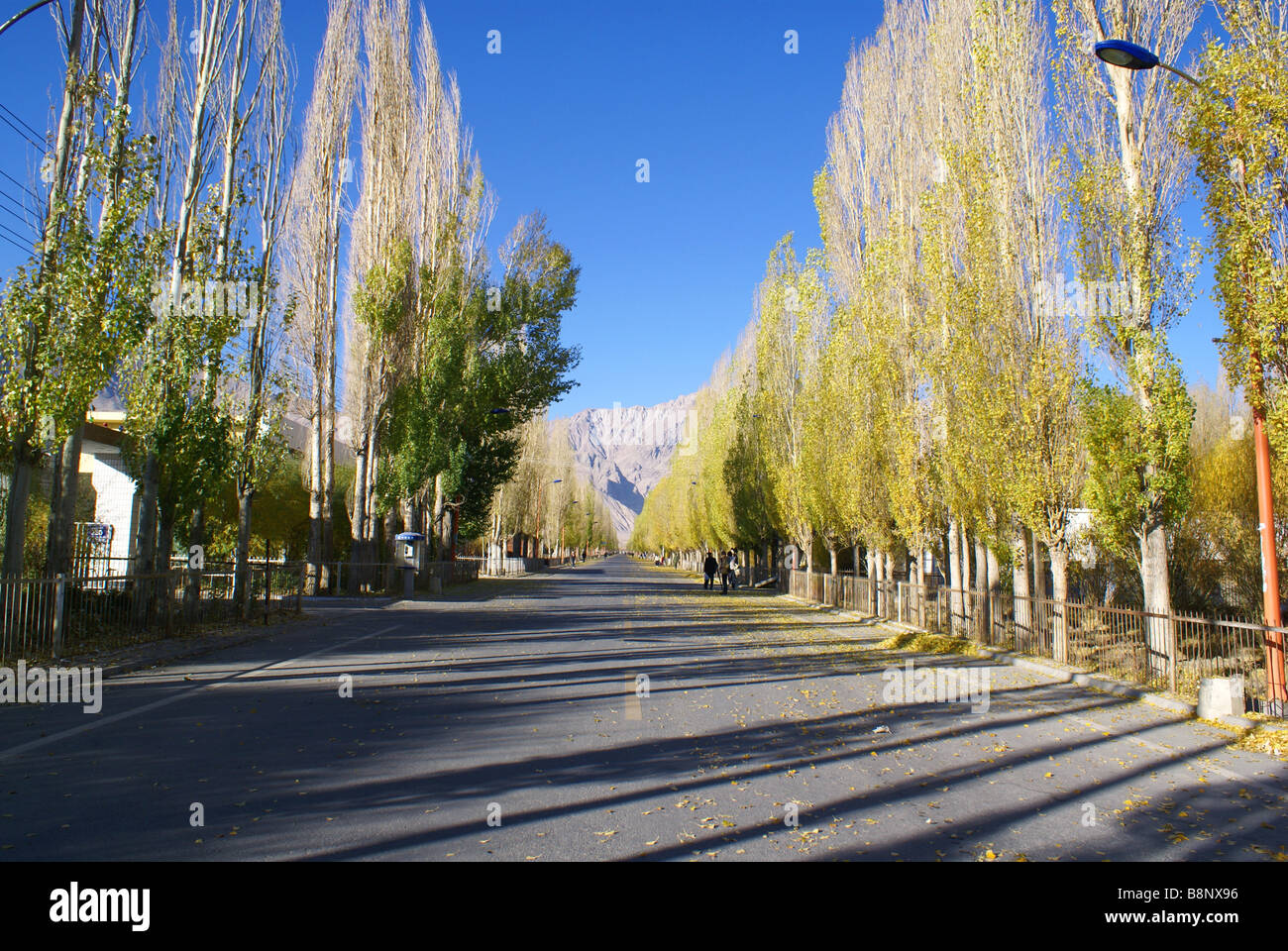 Silberpappel Bäume säumen die Straße Tashkurgan Tajik autonome Grafschaft, Kashgar Präfektur, Xinjiang Uyghur autonome Stockfoto