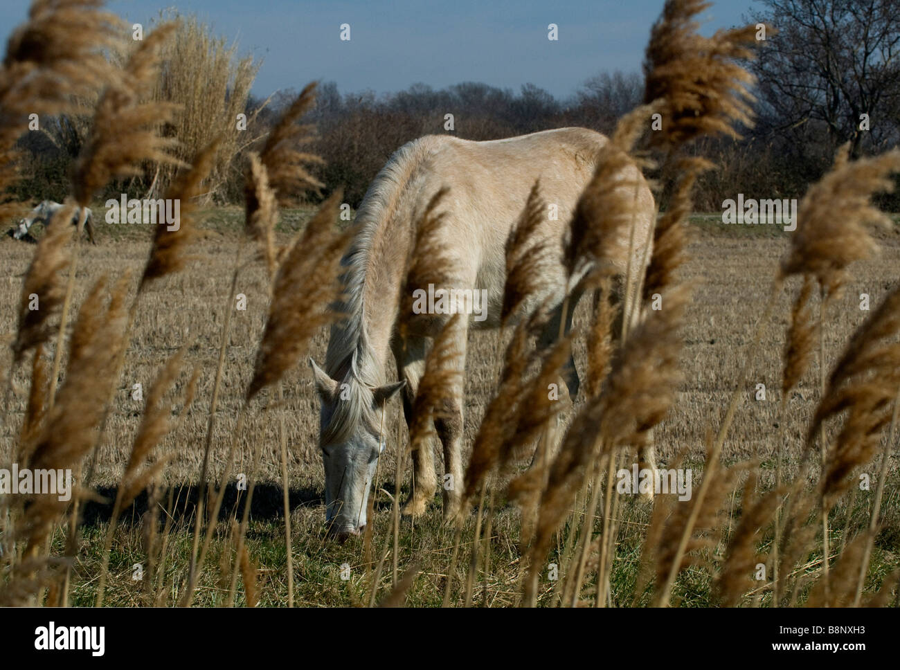 wilde Pferde in der Camargue Stockfoto