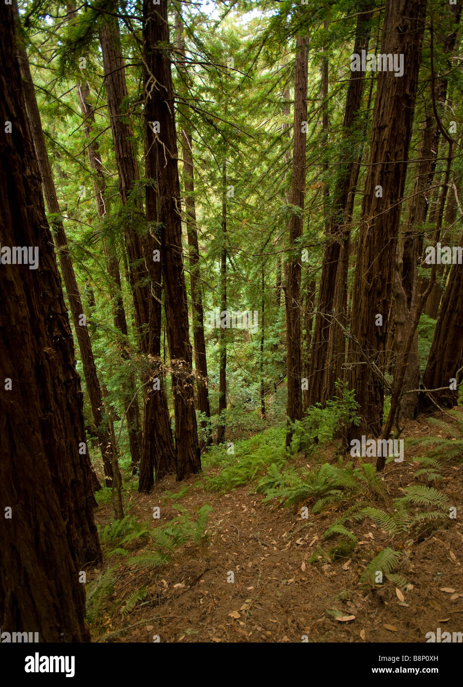 Blick in den Wald in Muir Woods Stockfoto