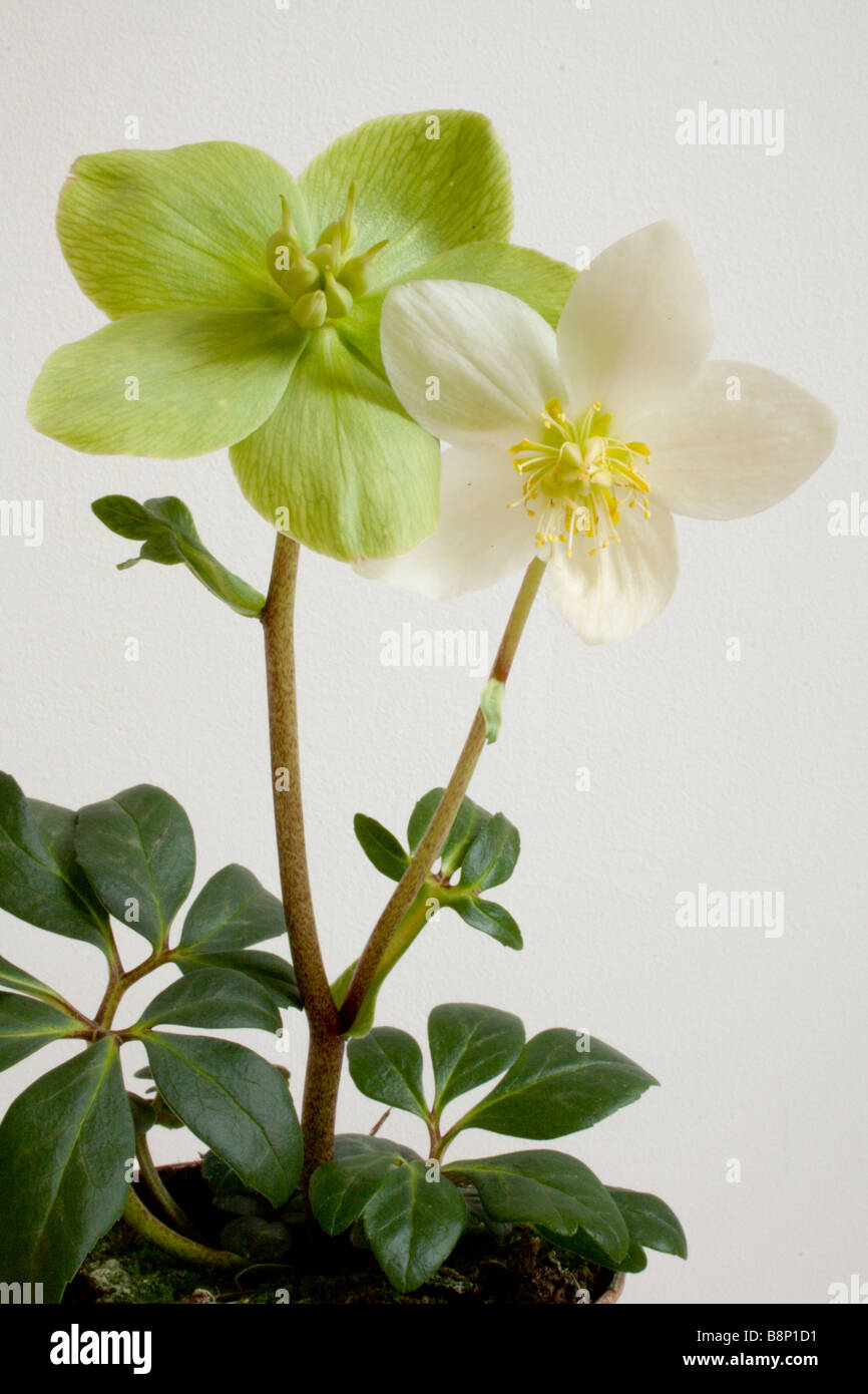 Christrose (Helleborus Niger).  Eine weiße Blume und eine grüne Blume bestäubt "gonna Samen". Stockfoto