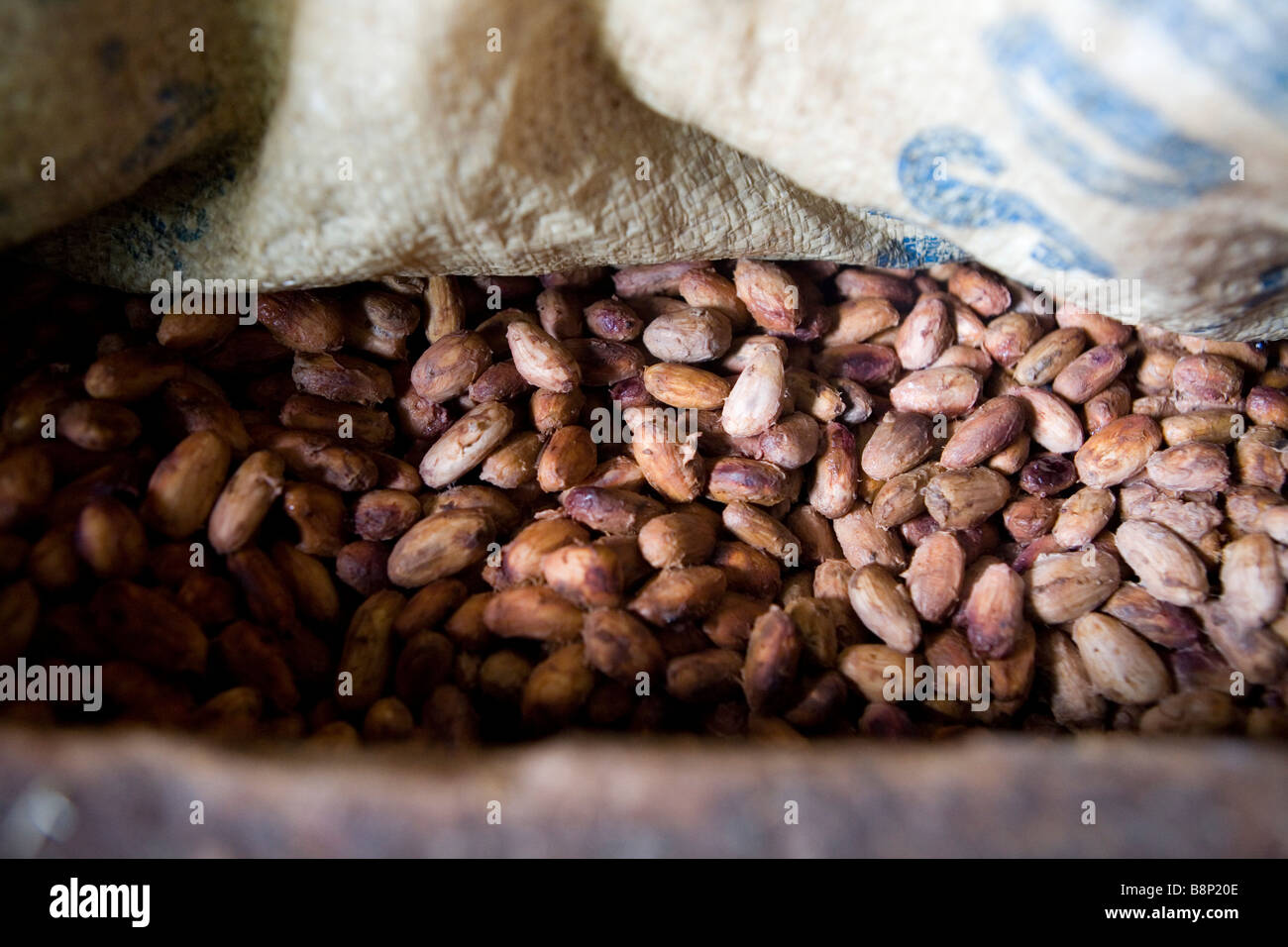 Kakaobohnen, in einer Fabrik Kakaoverarbeitung, Dominikanische Republik Stockfoto