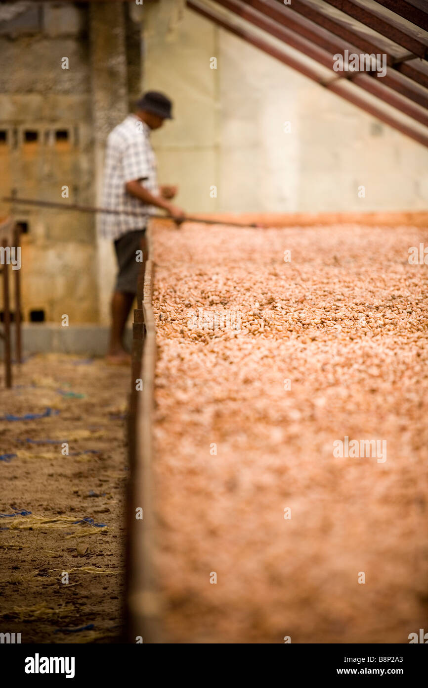 Kakaoverarbeitung Fabrik, Dominikanische Republik Stockfoto