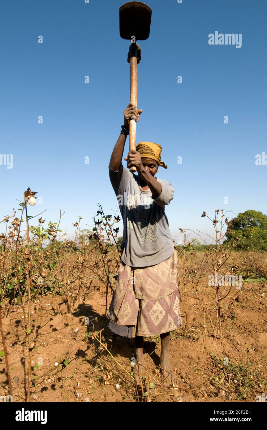 Malawi 2008 Nasanje A Makwiya Chikwawa district Chimvana Pasiya clearing Baumwoll-Pflanzen nach der Ernte Stockfoto