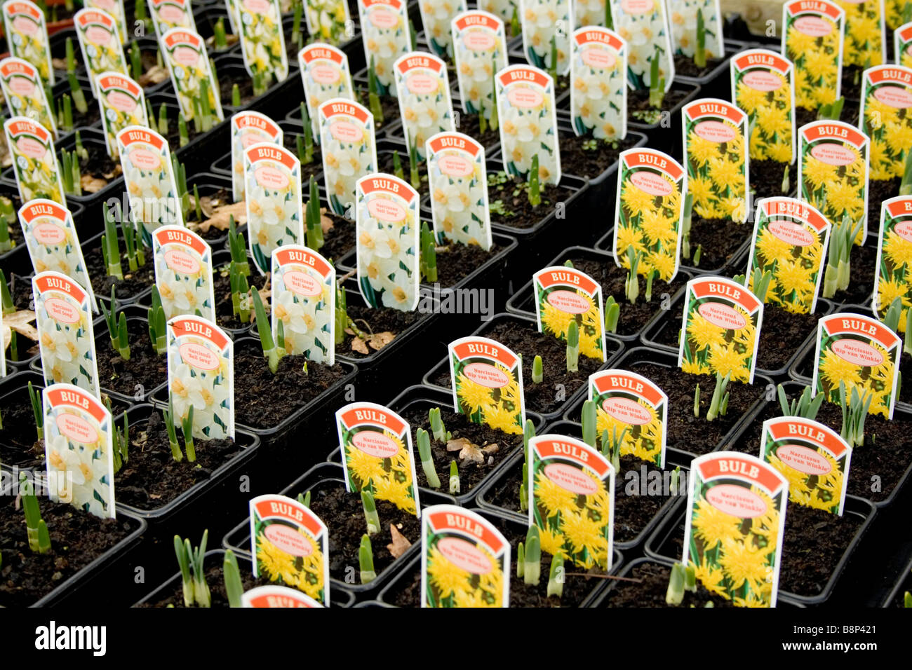 Reihen von jungen Narzissen Pflanzen in Töpfen, in einem Kindergarten-Garten-Center, alles bereit für den Verkauf und ausgepflanzt werden. Stockfoto