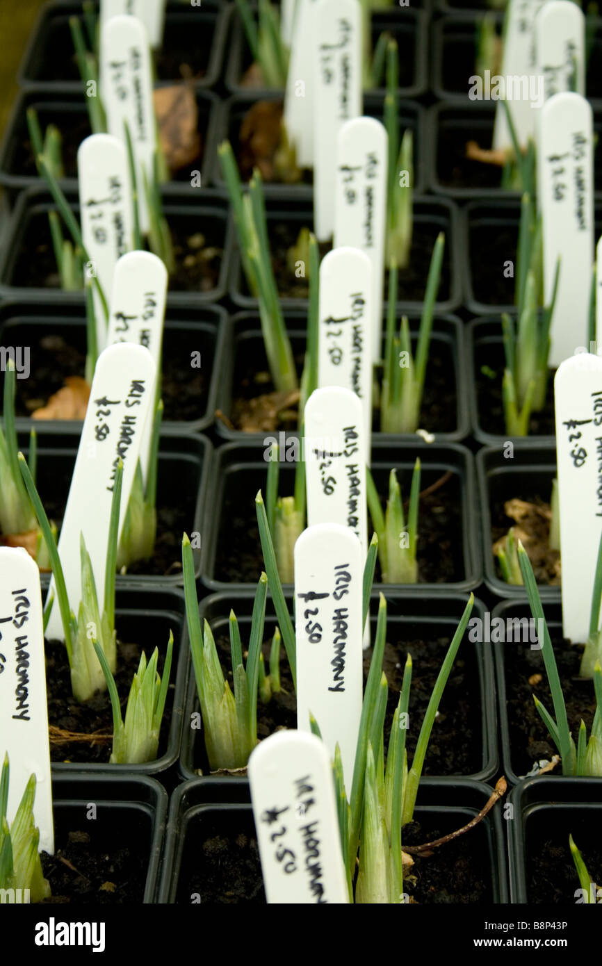 Iris Pflanzen in einer Gärtnerei / Gartencenter - sie sind beschriftet, und zum Verkauf bereit. Stockfoto