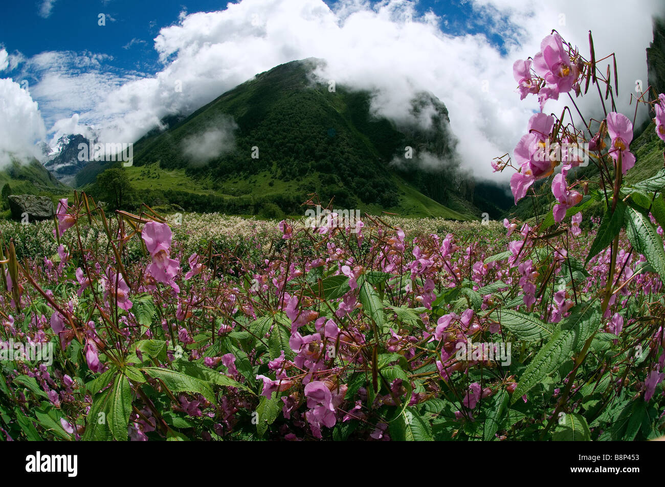 Das "Valley of Flowers" Uttaranchal Nordindien Stockfoto