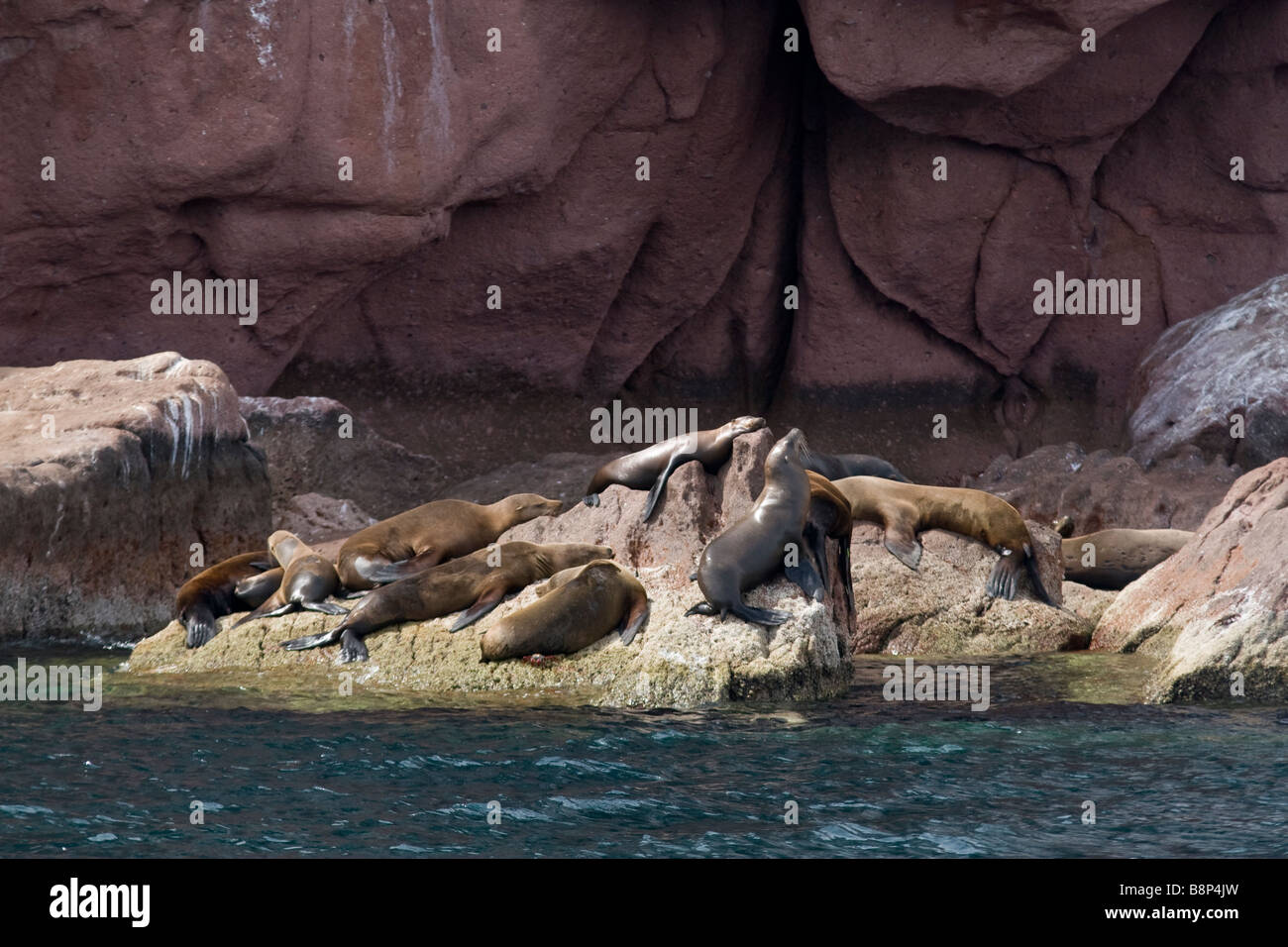 Kalifornien Seelöwen Stockfoto