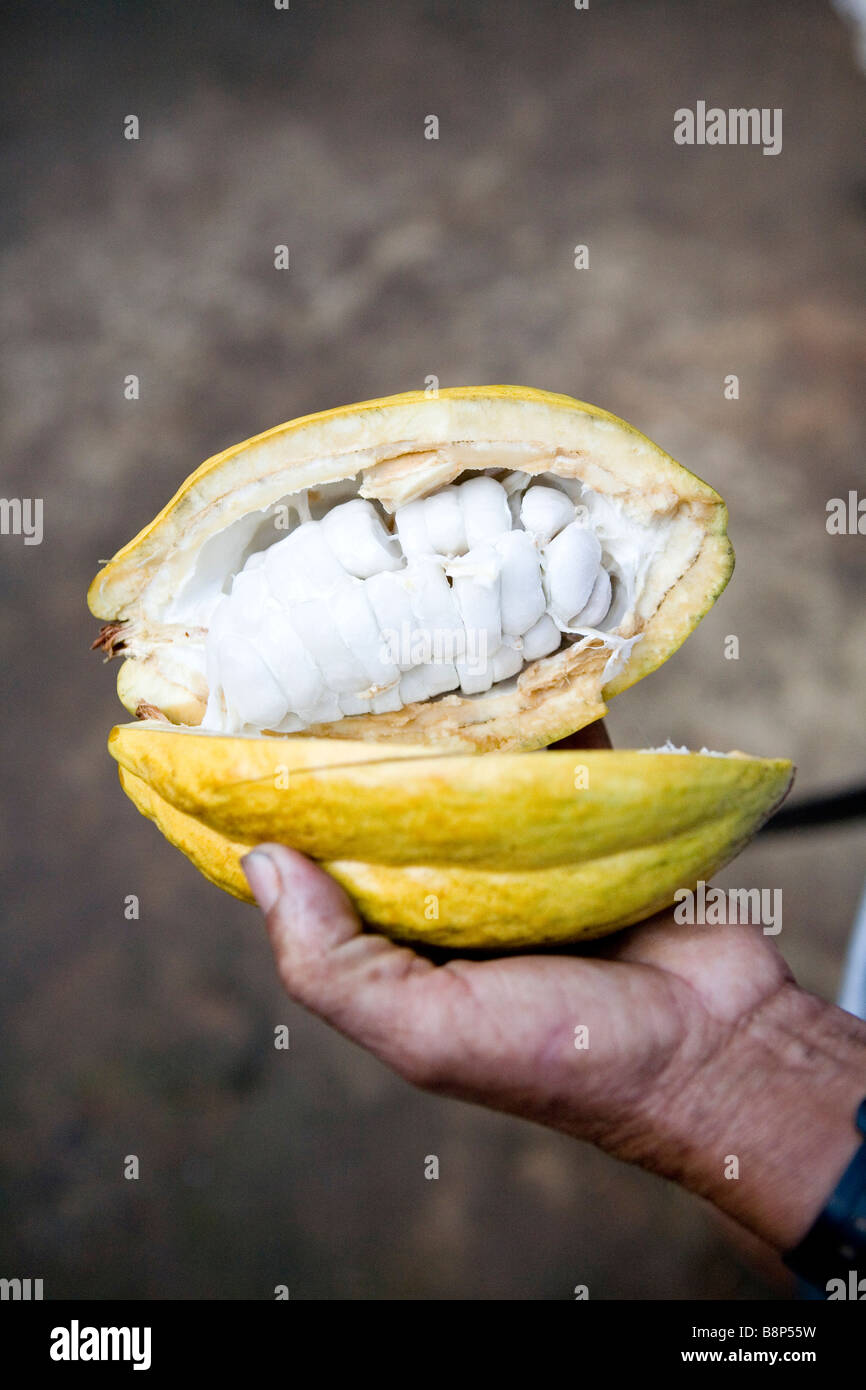 Kakao-Produktion, Domican Republik Stockfoto