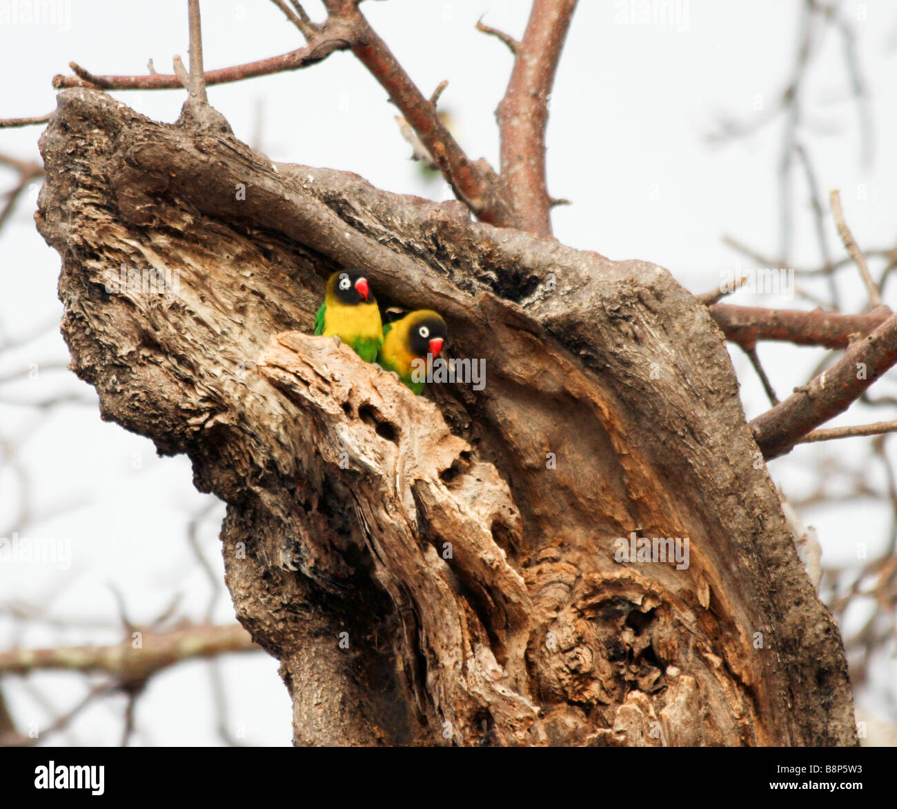 Afrika Tansania Serengeti Nationalpark zwei Fischer s unzertrennlichen Agapornis fischeri Stockfoto