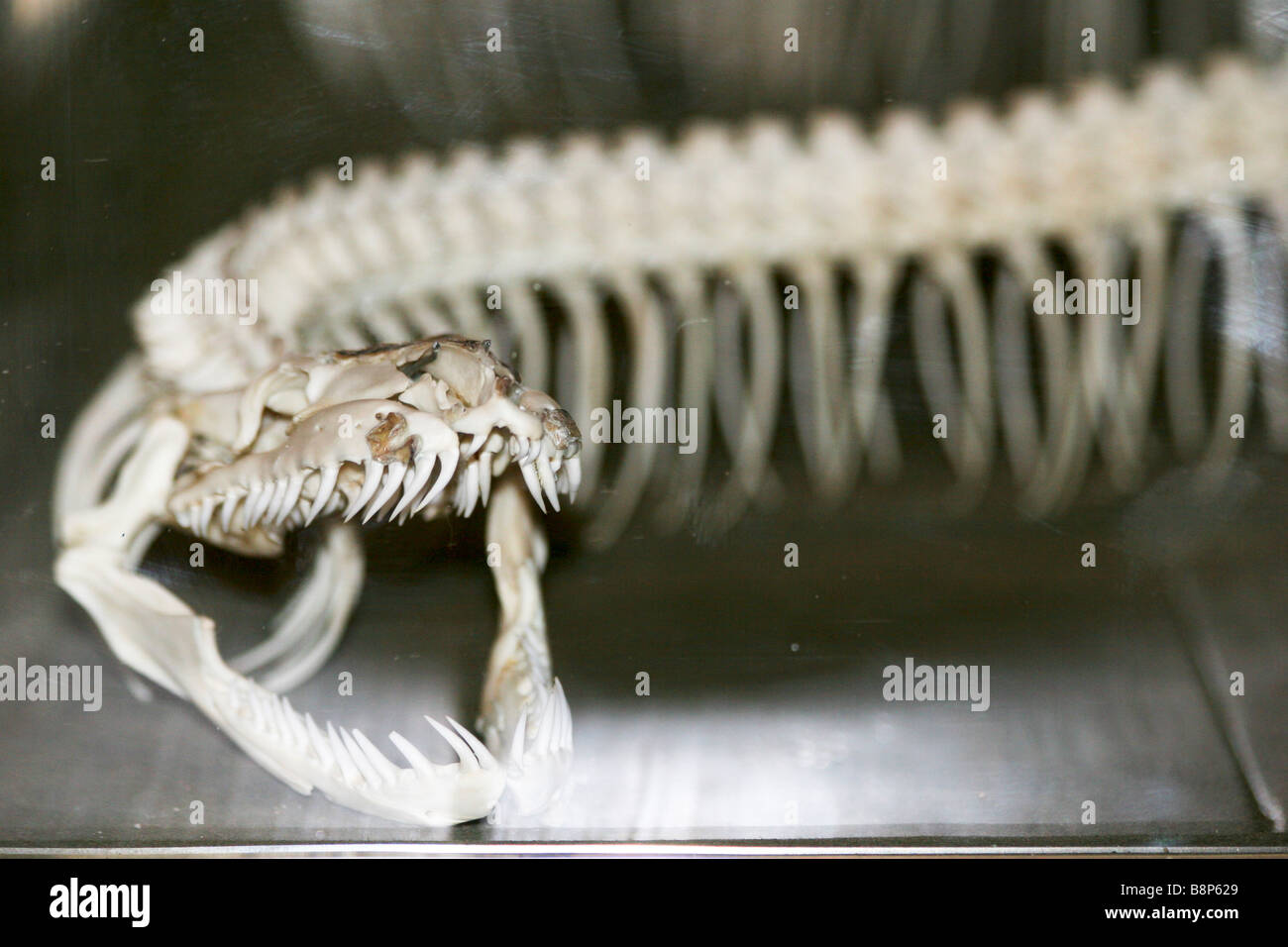 Tansania A Skelett einer Giftschlange auf dem Display in das Naturhistorische Museum, die, das den Mund Reißzähne und Rippen gesehen werden kann Stockfoto