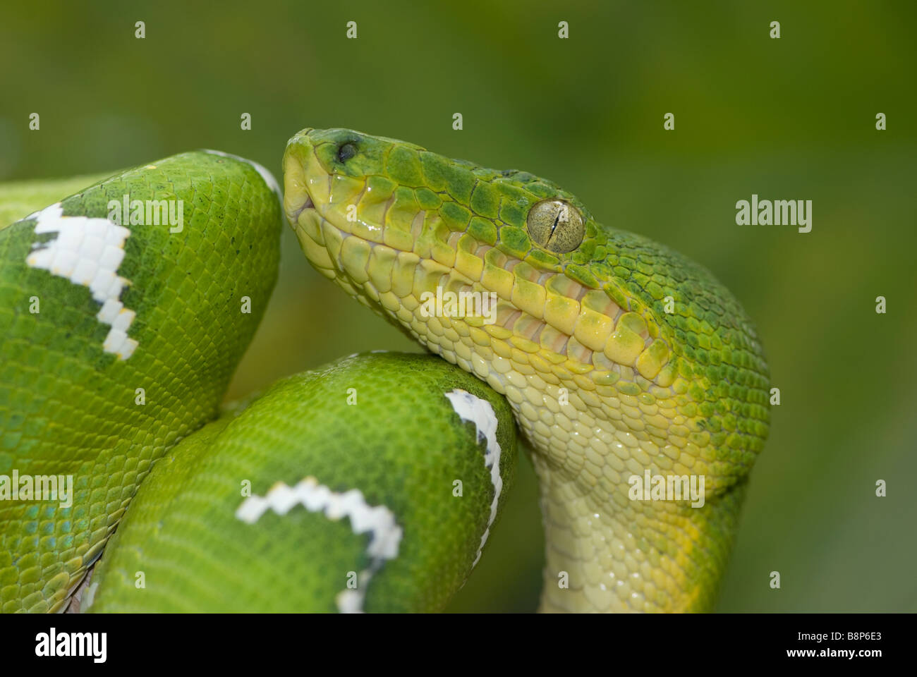 Smaragd Tree Boa Stockfoto