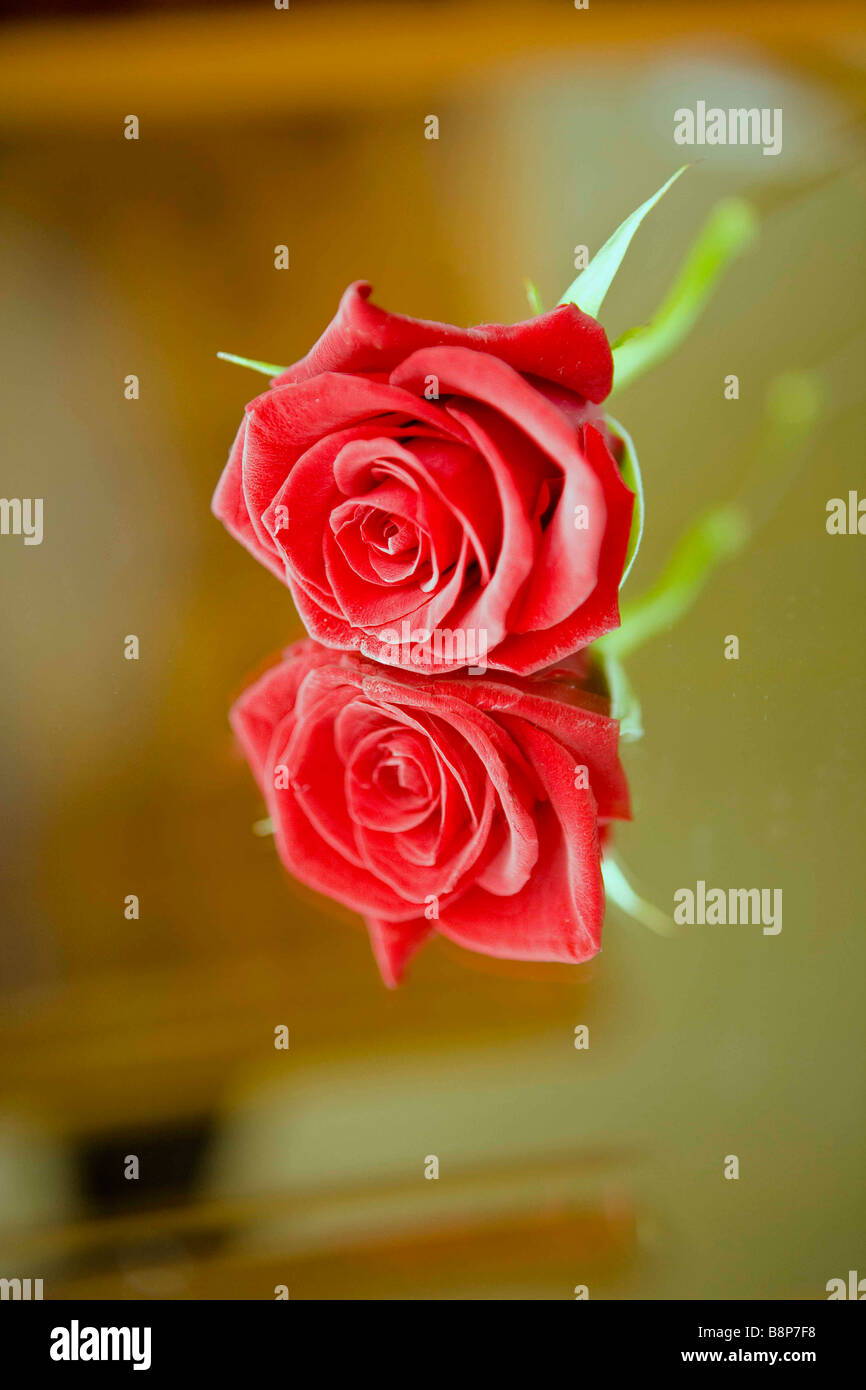 einzelne rote rose Stockfoto