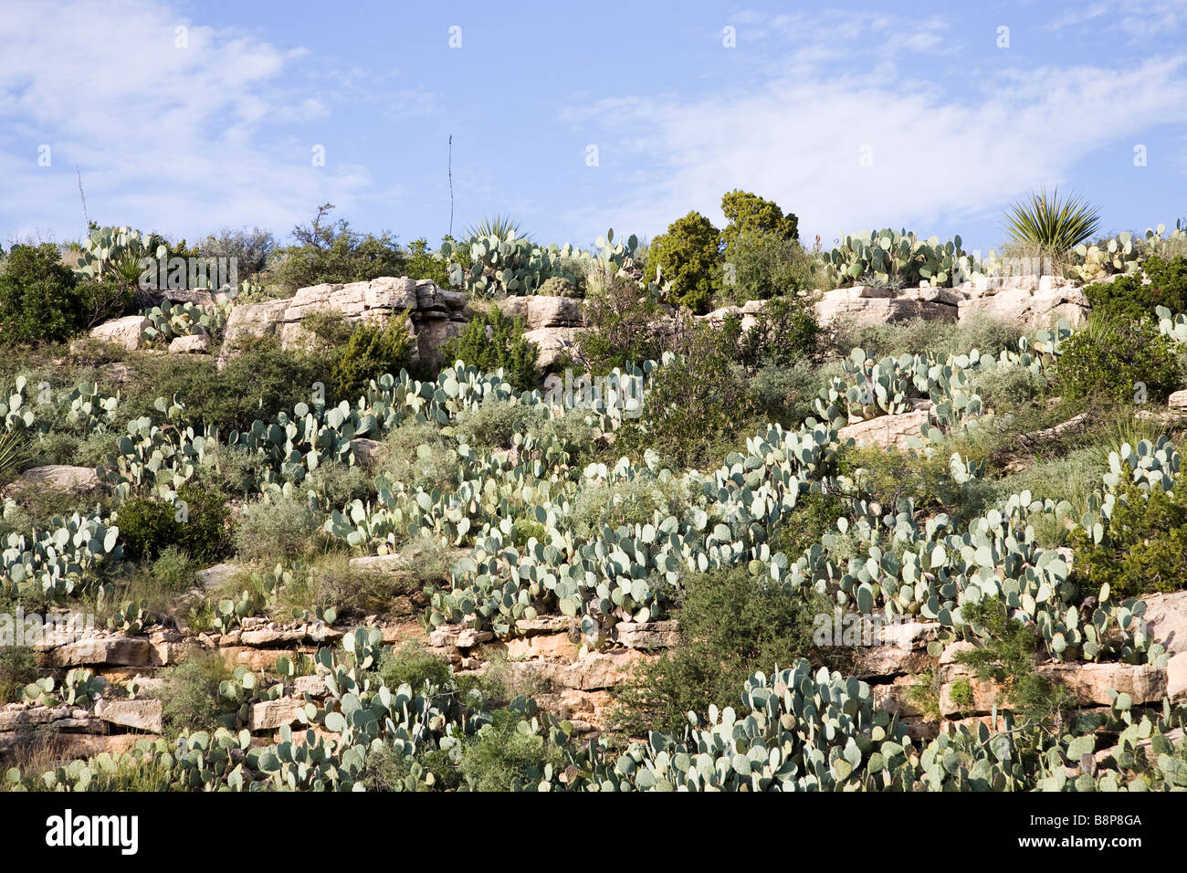 Alter Mann Prickly Pear Cactus, Carlsbad Caverns National Park, Carlsbad in New Mexico, USA Stockfoto