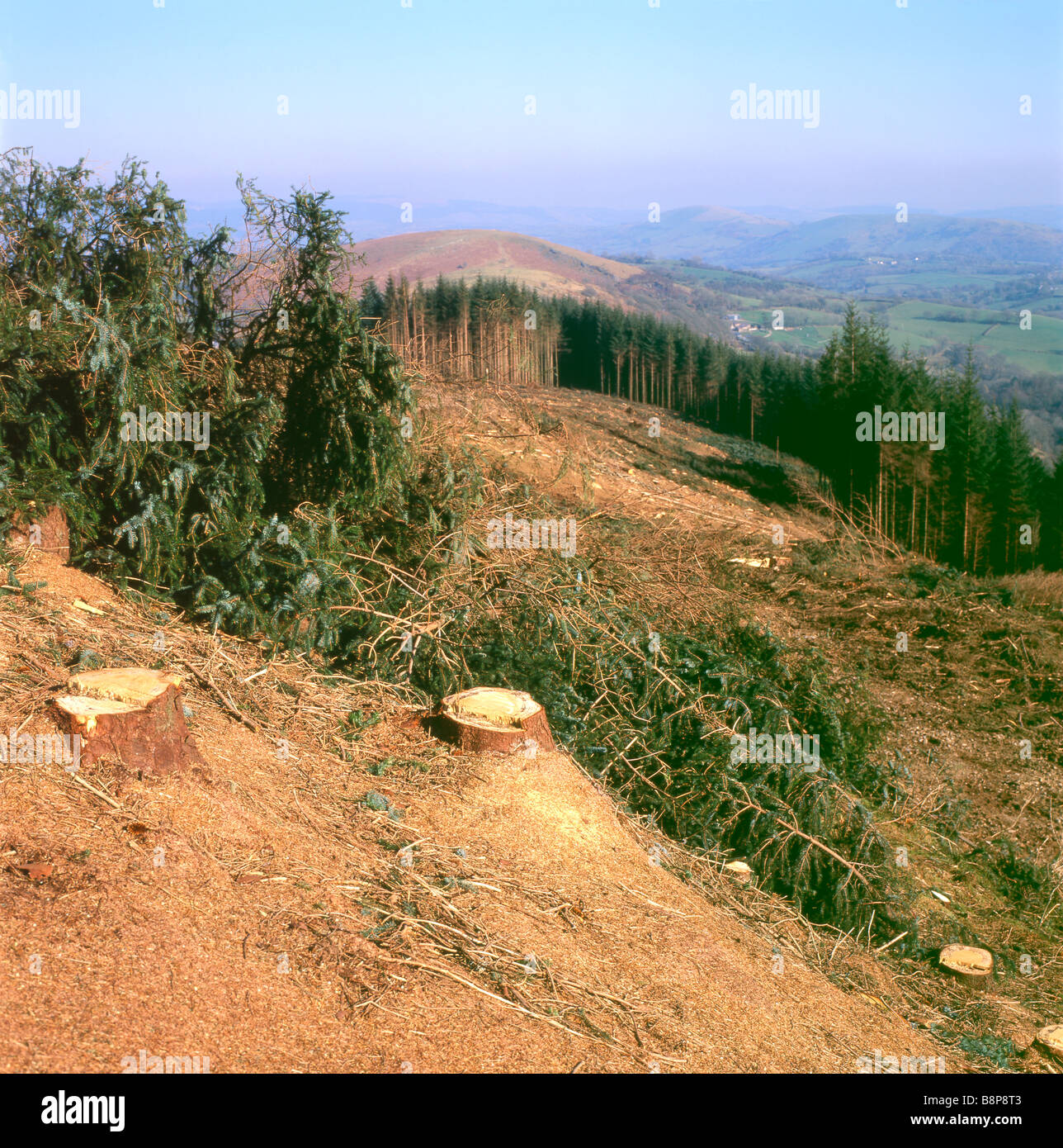 Waldlandschaft Plantage nach einem Wald von Nadelbäumen Nadelbäume wurden geschnitten und gerodet in Carmarthenshire Wales UK KATHY DEWITT Stockfoto
