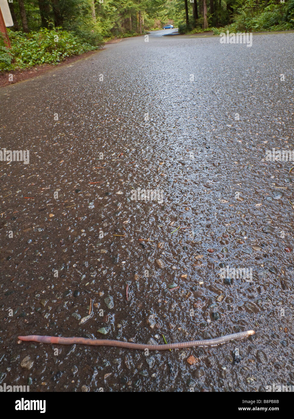 Erde-Wurm die Straße überqueren Stockfoto