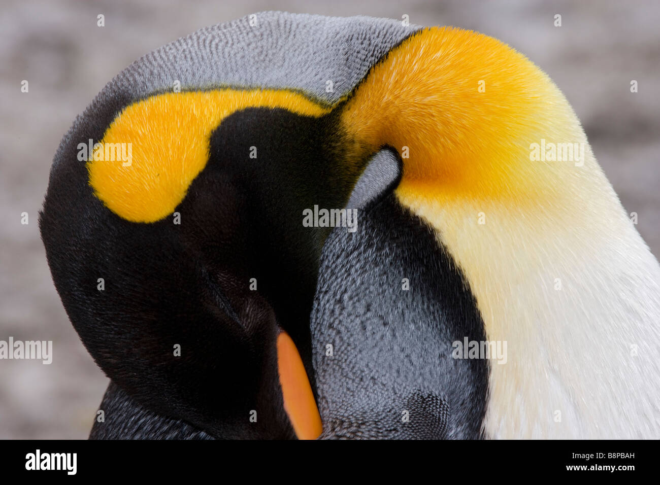 Right Whale Bay, South Georgia Island, UK - Königspinguin schlafen Stockfoto