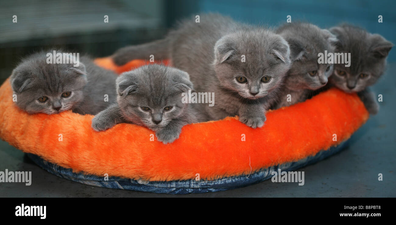 Fünf Scottish Fold Kätzchen. Stockfoto