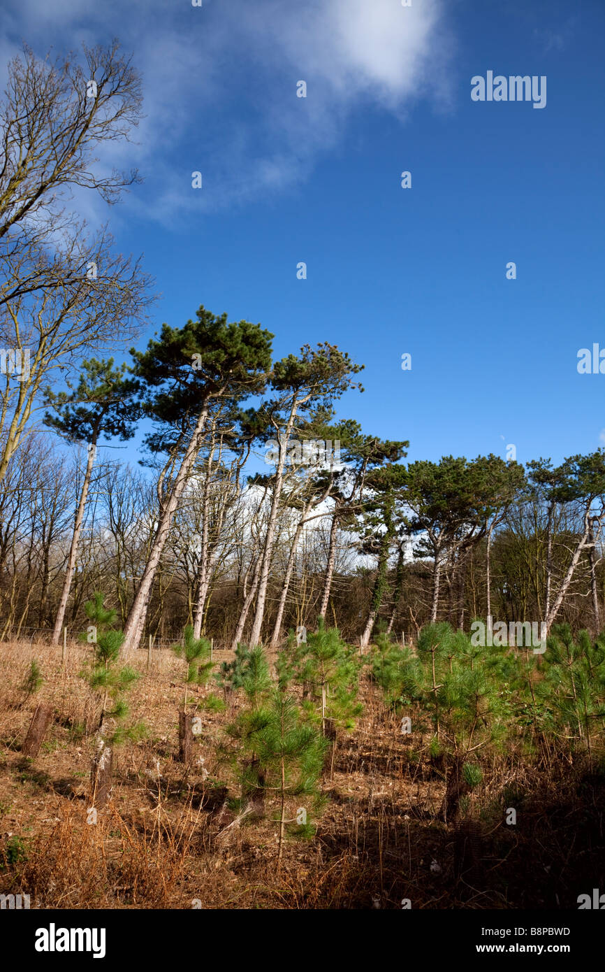 Sefton Küste Wald management Stockfoto