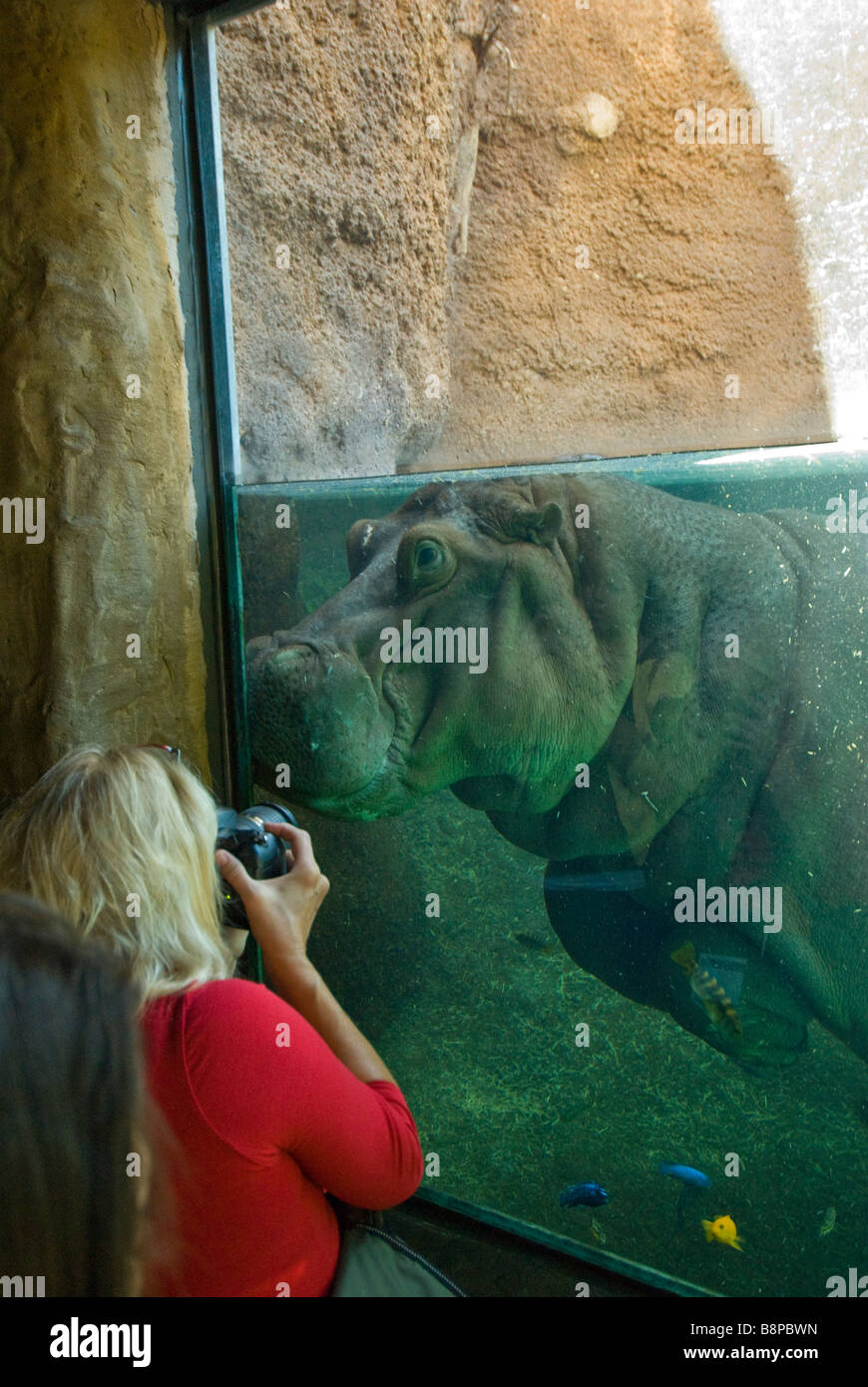 Frau im roten t-Shirt mit Kamera fotografieren Unterwasser Flusspferd im Zoo von San Antonio Texas tx Afrika Live! Ausstellung Stockfoto
