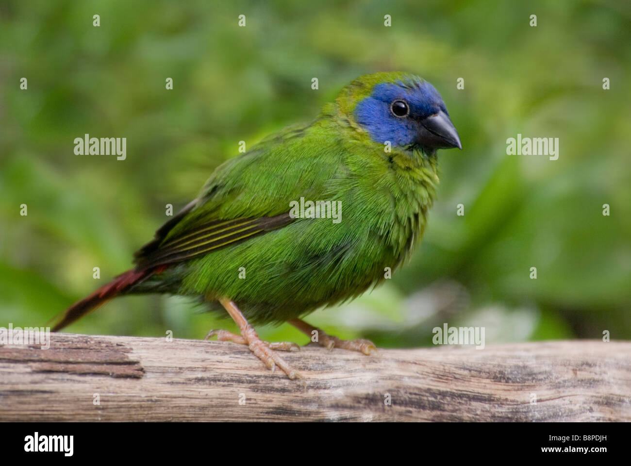 Blau-faced Papagei-Fink "Erythrura Psittacea" Stockfoto