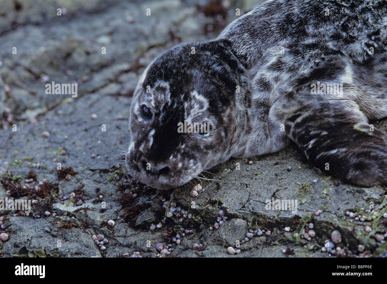 HAFEN SEAL PUP, TOPORKOV, KOMANDORSKI INSELN, RUSSLAND Stockfoto