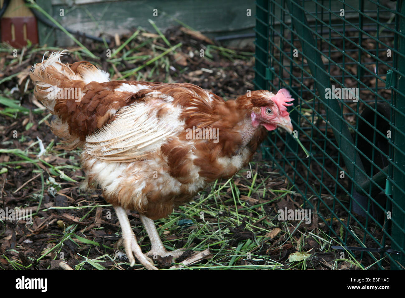 Ex-Akku-Henne, die Freiheit eines Gartens zu genießen Stockfoto