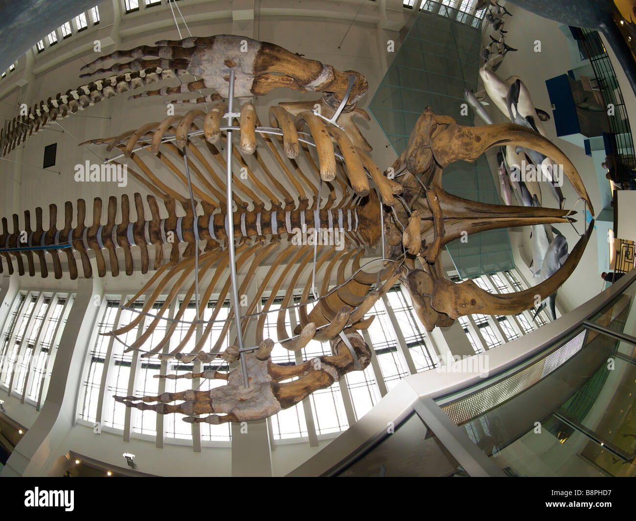 Riesiges Walskelett an der Decke im Londoner Natural History Museum fisheye Stockfoto