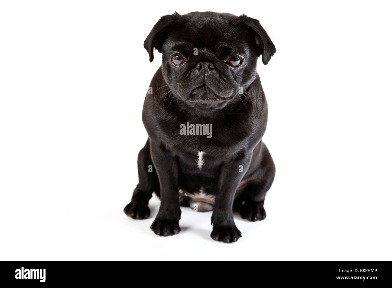 Böse schwarze Mops Hund mit weißem Hintergrund Stockfoto