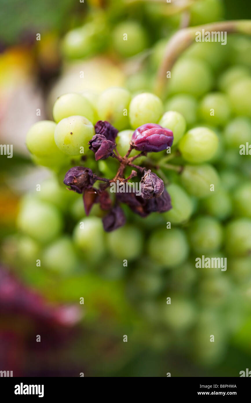 Rosinen und Weintrauben auf Stamm Stockfoto