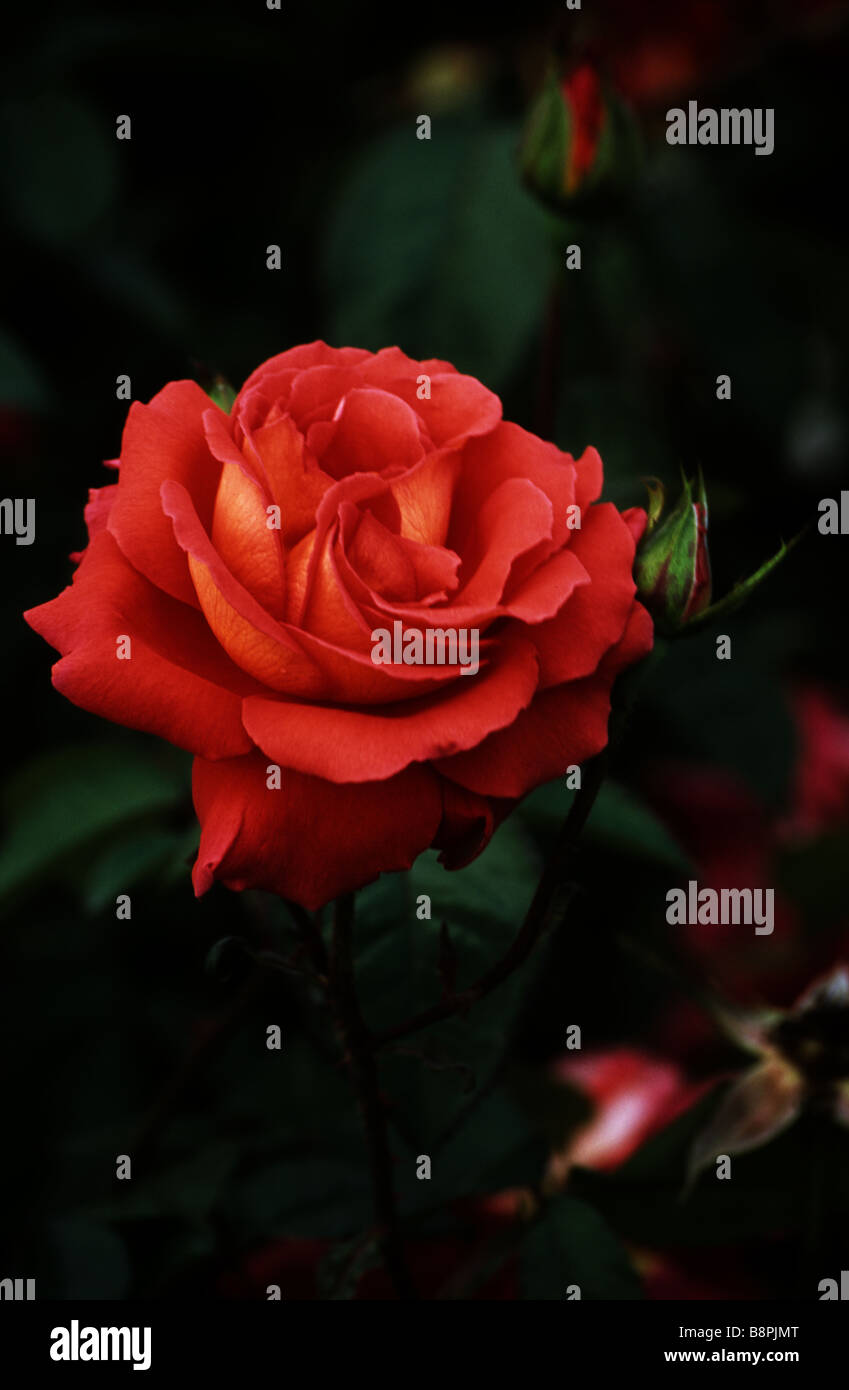 Eine rote rose blüht im La Rosaleda Garten in Valladolid Spanien Stockfoto