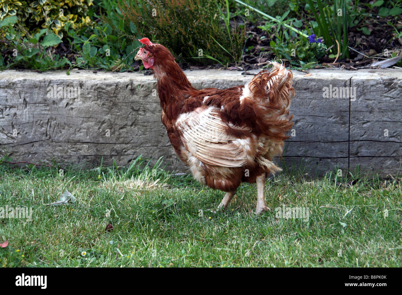 Ex-Akku-Huhn Stockfoto