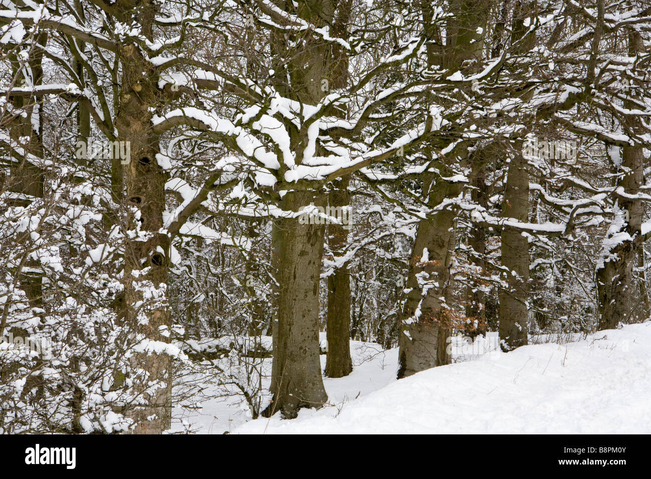 Cotswold Buchenwälder im Winterschnee am Barrow Wake, Gloucestershire Stockfoto