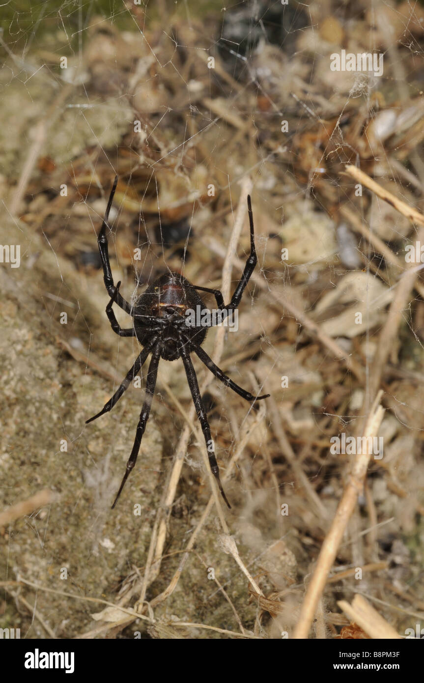 Europäische Schwarze Witwe, südliche Schwarze Witwe, europäische schwarze Witwe, Malmignatte Spinne, Karakurt (Latrodectus tredecimguttat Stockfoto