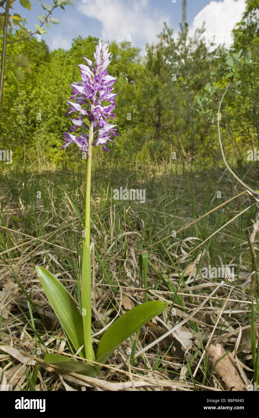 militärische Orchidee (Orchis Militaris), blühen in den Lebensraum, der Schweiz, Schweizer Jura, Neuenburger See Stockfoto